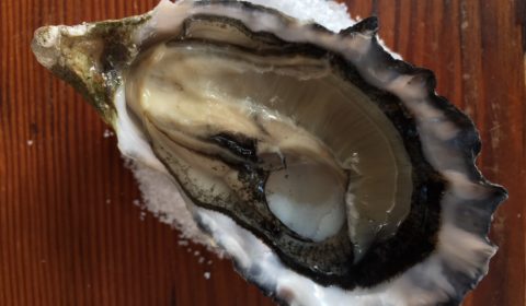 North Bay Oyster
